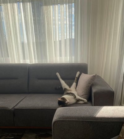 室内场景中，灰色布艺沙发上躺着一只灰白相间的猫咪。猫咪呈四脚朝天姿势，后腿伸直朝上，前爪自然放松，头部枕在一个浅灰色抱枕上，表情惬意。背景是半透光的白色竖条纹窗帘，阳光透过窗帘在沙发和地面上形成柔和的光影，整体氛围温馨治愈，展现了宠物在家中悠闲放松的日常状态。