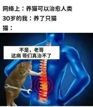 图片上方文字描述了网络上“养猫可以治愈人类”的说法与30岁的“我”养猫后的现实对比。下方图像中，一只猫手持扳手站在蓝色人体轮廓后方，对着高亮显示红色脊椎的部位说：“不是，老哥 这病哥们真治不了”。通过拟人化的猫和幽默的对白，调侃了养猫无法解决实际身体病痛（如脊椎问题）的反差，充满搞笑与无奈的情绪。