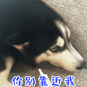 哈士奇