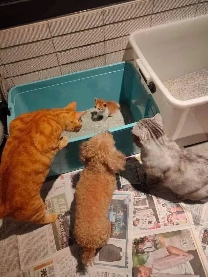 小奶猫