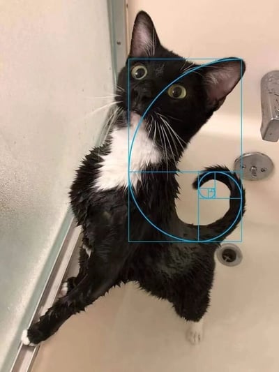 一只黑白相间的猫咪在浴缸中被淋湿，毛发紧贴身体，露出白色的胸口。它睁着圆溜溜的大眼睛，耳朵竖起，表情看起来有些惊恐又无辜。猫咪的身体和卷曲的尾巴恰好与图中叠加的蓝色黄金比例螺旋线完美契合，形成了有趣的视觉效果，仿佛猫咪天生就懂得遵循数学美学。这张图通过将动物的自然姿势与科学概念结合，产生了幽默又引人深思的趣味。