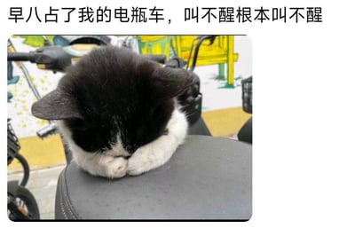 这是一张带有文字加注的实拍趣味图，画面主体是一只黑白花色的小猫，它将脸埋在两只并拢的前爪里，蜷缩在电瓶车的座椅上，睡得十分香甜沉酣，完全没有苏醒的迹象。图上方配文“早八占了我的电瓶车，叫不醒根本叫不醒”，以拟人化的调侃视角，将小猫霸占座椅的行为和赶早八的人的窘境结合，既展现出小猫慵懒嗜睡的可爱模样，又精准戳中早八人群的无奈情绪，整体氛围治愈又充满笑点，很容易引发有相似经历的网友共鸣。