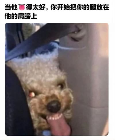这张梗图上方有文字："当他🐶得太好，你开始把你的腿放在他的肩膀上"，下方是一张在车内拍摄的照片，照片中一只卷毛狗抬头吐舌，表情看起来很开心。图片通过将狗的乖巧形象与文字中暗示的亲密关系场景结合，形成一种幽默的反差效果。