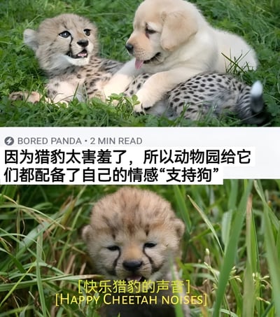 图片分为上下两部分。上半部分展示了一只猎豹幼崽和一只金毛幼犬在绿色草地上亲密依偎的场景，金毛幼犬用前爪抱着猎豹，两者表情都显得十分放松和友好。下半部分是一只猎豹幼崽的特写，它闭着眼睛，嘴巴微张，似乎在发出开心的声音。图片中间有文字说明：“因为猎豹太害羞了，所以动物园给它们都配备了自己的情感‘支持狗’”，底部还有标注“[快乐猎豹的声音] [HAPPY CHEETAH NOISES]”。