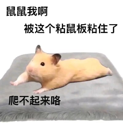 这是一张搞笑表情包，画面主体是一只浅金色的金丝熊仓鼠四肢舒展、身体平摊趴在灰色的毛绒软垫上，看起来软趴趴没有力气，图的上方配文“鼠鼠我啊 被这个粘鼠板粘住了”，下方配文“爬不起来咯”，把仓鼠趴在软垫上的状态调侃成被粘鼠板粘住无法动弹，用来代指人陷入不想动弹的懈怠状态，尤其契合早上赖床不想起身的情景。