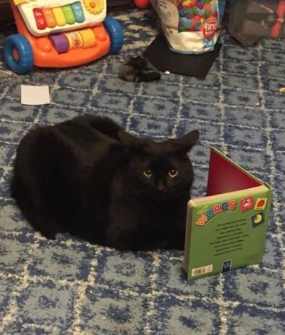 一只通体漆黑的猫咪正慵懒地侧躺在蓝白格子图案的地毯上，圆溜溜的黄色眼睛直视镜头，表情专注得仿佛在“研读”身旁翻开的绿色封面儿童单词书——封面上印着醒目的“WORDS”字样和水果、月亮等插图。猫咪周围散落着充满童趣的物品：左侧是橙色底座带蓝色轮子的彩色木琴玩具，琴键和滚筒色彩鲜艳；后方有一袋装满彩色积木的透明收纳袋，袋身上还能看到“First”的品牌标识。整个场景温馨又搞笑，猫咪一本正经的模样与儿童玩具的活泼氛围形成反差萌，仿佛在扮演“小老师”认真学习单词。