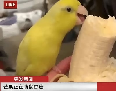 图片中是一只通体鲜黄色的鹦鹉，正张开喙专注地啃食着一截被剥开的香蕉，香蕉由一只手握着。画面左上角有一个红色的“LIVE”直播标识，底部则配有红色背景的“突发新闻”字样及白色文字“芒果正在啃食香蕉”。整体通过模仿正式新闻报道的严肃格式，来呈现宠物鹦鹉日常进食的轻松场景，形成幽默反差萌。