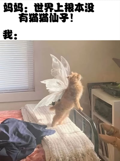 图片上方有两行文字，分别是“妈妈：世界上根本没有猫猫仙子！”和“我：”。下方是一张照片，一只橘色猫咪站在床上，背上被P上了白色的仙女翅膀，仰头向上看，旁边有一只手似乎在逗弄它。通过文字与图片的对比，幽默地表达了“我”坚信存在猫猫仙子的可爱想法。