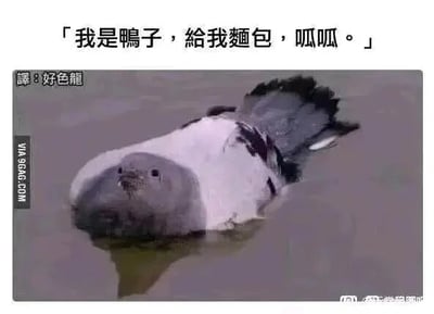 这是一张经过P图改编的搞笑梗图，创作者将海豹的头部与鸽子的身体合成在一起，让这个奇怪的生物浮在水面上，伪装成鸭子，并配上文字“我是鸭子，給我麵包，呱呱。”，旁边标注的翻译“好色龍”是谐音梗，对应“好色狼”，利用视觉伪装和文字谐音制造出荒诞搞笑的效果，调侃这个伪装成鸭子的生物不仅身份造假，还有暗含的调侃意味。
