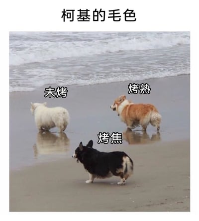 这是一张趣味搞笑梗图，主题为“柯基的毛色”，画面呈现了海滩场景里的三只不同毛色的柯基：一只白色柯基站在浅滩处，被标注为“未烤”；一只黄棕毛色的柯基站在浅滩处，被标注为“烤熟”；一只黑色柯基站在沙滩上，被标注为“烤焦”。创作者用烹饪的不同阶段来趣味类比柯基的不同毛色，将生活化的烹饪场景和动物毛色结合，制造出诙谐幽默的反差效果，整体画面轻松治愈，充满趣味。