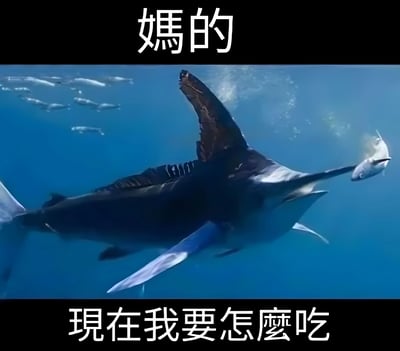 图片展示了一张水下场景，主体是一条体型较大的剑鱼在蓝色海水中游动，背景有一群小鱼。图片上方有白色文字“媽的”，下方有白色文字“現在我要怎麼吃”，通过拟人化的方式让剑鱼表现出面对小鱼群时的困惑与无奈，营造出幽默的效果。