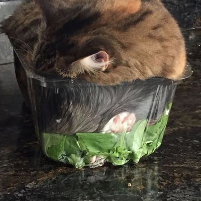 一只棕黑色的猫咪蜷缩在透明塑料盒中熟睡，盒子底部装有绿色蔬菜。猫咪将身体大部分挤进盒内，仅头部和部分背部露出，耳朵和爪子隐约可见，展现出动物寻找狭小空间休息的可爱习性。