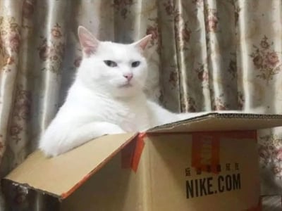 一只表情严肃的白猫正坐在一个印有NIKE.COM标志的打开的纸箱里，背景是带有花卉图案的窗帘。猫咪的前爪搭在纸箱边缘，眼神直视前方，给人一种既可爱又略带威严的感觉。