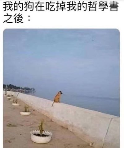 图片上方配有文字“我的狗在吃掉我的哲学书之后：”，下方是一只棕色的狗坐在水边的矮墙上，身体微微前倾，凝视着远方的水面和天空，姿态显得异常深沉和若有所思。整个画面通过文字与图像的结合，形成一种幽默效果，暗示狗狗在“吸收”哲学书内容后变得富有哲思。