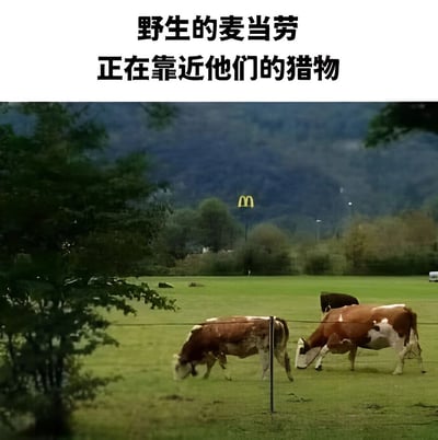 图片上半部分为黑色文字'野生的麦当劳 正在靠近他们的猎物'，下半部分是一张实景照片：绿色草地上有几头奶牛正在低头吃草，远处背景中可以看到麦当劳标志性的金色拱门标志。图片通过拟人化手法，将麦当劳比作'野生掠食者'，而奶牛则被幽默地视为其'猎物'，暗讽麦当劳的牛肉来源，营造出搞笑调侃的效果。