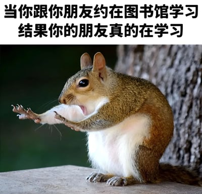 图片上方为黑色加粗文字“当你跟你朋友约在图书馆学习 结果你的朋友真的在学习”，下方是一只松鼠的照片。松鼠站立在平面上，身体微微后仰，嘴巴大张，前爪向前伸出，眼神中带着明显的震惊和难以置信，仿佛看到了极其意外的场景。整体通过文字与松鼠夸张表情的结合，幽默地表现了原本可能只是想找借口聚会，却发现朋友认真学习时的惊讶心情。