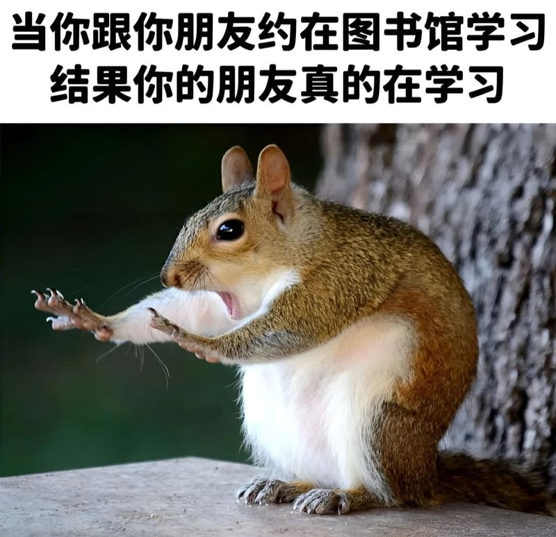 松鼠
