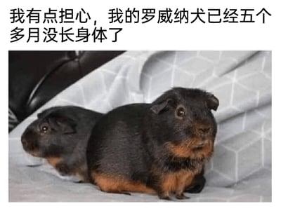 这是一张充满趣味的网络梗图，上方配有简体中文文字：“我有点担心，我的罗威纳犬已经五个多月没长身体了”。下方的图片展示了两只黑棕双色的豚鼠，它们紧挨在一起的摆放角度形成了视觉错位，从特定视角看仿佛是一只身体极短、只保留了头部与四肢的“迷你罗威纳”。由于豚鼠的黑棕配色与罗威纳犬的经典毛色高度相似，结合配文形成了强烈的反差笑点，用视觉错觉和品种错位来调侃“罗威纳犬五个月没长身体”的荒诞设定，十分诙谐有趣。