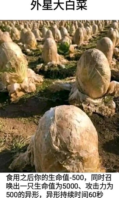 这是一张网络趣味恶搞图，顶部配有标题文字“外星大白菜”，主体内容是一片田地里的大白菜，这些大白菜因被冻住而外层干枯蜷缩，外形酷似科幻作品里的异形卵，充满怪异感。图片底部配有模仿电子游戏中道具效果说明的文字：“食用之后你的生命值-500，同时召唤出一只生命值为5000、攻击力为500的异形，异形持续时间60秒”。创作者将北方冬季户外自然冻僵的大白菜的奇特形态，与游戏里的召唤类道具设定相结合，把普通的农作物调侃成能召唤危险异形的“外星食材”，通过真实场景与荒诞游戏设定的强烈反差，制造出荒诞搞笑的趣味效果。