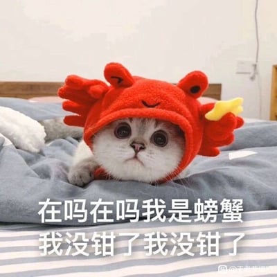 这是一张静态的趣味表情包图片，主体是一只趴在灰色条纹床品上的英短小猫，它戴着一顶红色的螃蟹造型毛绒帽子，帽子上有螃蟹的眼睛、钳子造型，还点缀着黄色的小装饰。小猫眼睛圆睁，眼神无辜可怜，一只前爪搭在床品边缘，姿态乖巧。图片下方配有醒目的白色文字：“在吗在吗我是螃蟹 我没钳了我没钳了”，巧妙运用“钳”与“钱”的谐音梗，以可爱的猫咪形象和诙谐的文字，来表达自己经济拮据、没有钱的处境，风格软萌搞笑，很适合在社交场景中用来调侃自己的财务状况，向朋友撒娇求助或者吐槽没钱的窘境。