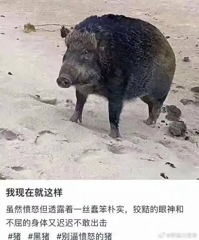 图片主体是一只站立在浅色地面（疑似雪地或沙地）上的黑野猪，它身体粗壮，毛发呈深黑色，眼神看向一侧，表情复杂。图片下方配有文字：“我现在就这样 虽然愤怒但透露着一丝蠢笨朴实，狡黠的眼神和不屈的身体又迟迟不敢出击”，用幽默的语言将野猪的神态拟人化，形容一种内心愤怒却又带着笨拙、犹豫不敢行动的状态。