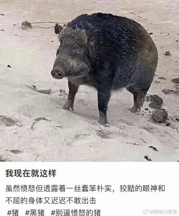野猪