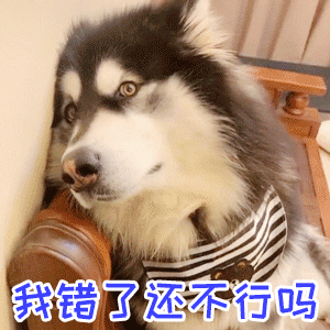 阿拉斯加犬委屈认错表情包