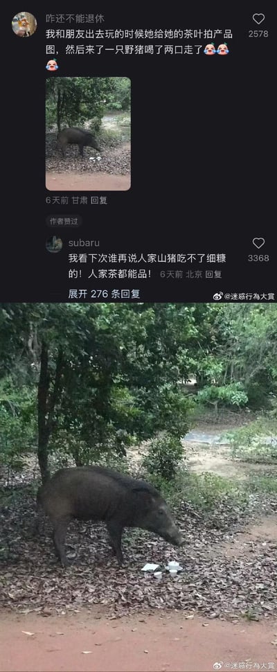 社交媒体用户“昨还不能退休”分享了一段趣事：与朋友外出为茶叶拍摄产品图时，一只野猪闯入并喝了两口茶叶后离开，配文带有笑哭表情。图片中可见一只野猪在树林间的地面上，周围散落着疑似茶叶的物品。评论区中用户“subaru”幽默回复“我看下次谁再说人家山猪吃不了细糠的！人家茶都能品！”引发热议，该评论获得3368个点赞，原帖获得2578个点赞，并有276条回复。整体内容展现了一次意外的野生动物闯入人类活动场景的搞笑日常。