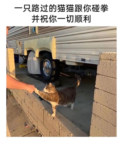图中一只白爪狸花猫站在水泥砖矮墙的空隙处，抬起两只前爪，和墙另一侧伸出手的人类完成碰拳动作，猫咪尾巴高高翘起，神态温顺又专注。图片上方配有文字“一只路过的猫猫跟你碰拳并祝你一切顺利”，用真实的暖心宠物互动场景，传递出治愈又温暖的祝福，没有双关、谐音梗或其他暗示内容，就是简单治愈的日常瞬间。