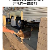 狸花猫咪