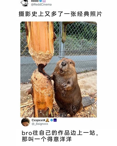 这是一张充满趣味的实拍动物照片，画面核心是一只直立的海狸，它将两只前爪搭在被自己啃食得几乎完全断裂的树干上，树干上下部分仅余少量连接，地面散落着大量啃树留下的木屑。海狸嘴巴张开，抬头向上看，表情既得意又带着一丝惊讶，仿佛在炫耀自己完成的“伐木作品”。图片上方配文“摄影史上又多了一张经典照片”，下方则是社交平台用户的评论“bro往自己的作品边上一站，那叫一个得意洋洋”，通过拟人化的表述，赋予海狸人类的情绪与成就感，让这张真实的动物瞬间照片充满诙谐感，十分惹人喜爱。