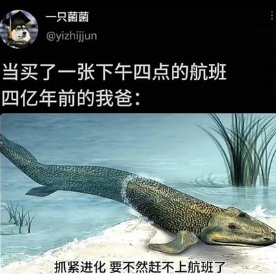 这是一张结合生物进化知识与日常赶航班场景的搞笑网络梗图。图片左上角是发布者“一只菌菌”的账号信息，顶部配文“当买了一张下午四点的航班 四亿年前的我爸：”，为后续的搞笑内容做场景铺垫。图片主体是一幅描绘史前从水生到陆生过渡生物（类似提塔利克鱼的复原图）的插画，该生物正从水中爬向岸边，模拟生物进化的关键过程。图片底部配文“抓紧进化 要不然赶不上航班了”，将赶航班需要提前很久准备的现实焦虑，夸张地投射到四亿年前的生物进化过程中，用荒诞的时间错位感制造幽默，调侃了现代生活中赶飞机的急迫与繁琐，让严肃的生物进化知识变得趣味十足，引发有过赶航班经历的用户共鸣。
