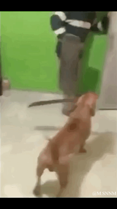 这是一则利用视觉错位效果的动态图，画面中一只棕色腊肠犬站在室内浅色地面上，它的身体恰好和旁边站立的路人下半身重合。从当前视角看去，路人的一条灰色裤腿完美衔接在狗狗的身体后方，看起来就像是这只狗狗长着一条不符合比例的超长尾巴，制造出荒诞又滑稽的视觉错觉，让人忍俊不禁。