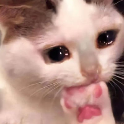 这是一张猫咪的特写照片，主体是一只头部带有棕色斑块的白色猫咪。猫咪有着一双又大又圆的黑色眼睛，正直勾勾地向前看，眼神显得无辜又可爱。它正伸出一只粉白色的爪子，用舌头舔舐着，粉色的肉垫清晰可见，毛发柔软蓬松。背景模糊，突出了猫咪的面部和爪子，整体画面聚焦于猫咪的萌态，没有双关、谐音梗或暗示等特殊内容。