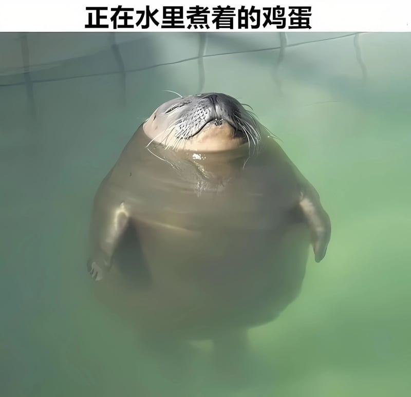 海豹