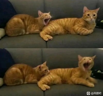 这是一张上下拼接的对比图，展示了两只橘猫在深灰色沙发上的有趣互动场景。上图中，左侧橘猫蜷缩在沙发上，张大嘴巴打哈欠，神态放松；右侧橘猫则睁着圆溜溜的眼睛，一脸惊讶地看向镜头。下图中，左侧橘猫恢复了正常状态，侧身转头看向右侧橘猫，而右侧橘猫此时张大嘴巴打哈欠，仿佛是被左侧橘猫“传染”了打哈欠的行为，前后画面的对比让这两只橘猫的互动显得格外生动有趣，充满了治愈感和趣味性，完美捕捉到了宠物日常里的可爱瞬间。