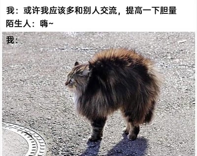 这是一张精准戳中社恐人群共鸣的图文梗图，上方文字构建了一个充满反差的社交场景：“我”在内心下定决心要主动社交、提升胆量，可当陌生人主动发出“嗨~”的问候时，“我”的真实反应被图中的猫咪生动呈现——这只猫咪全身毛发炸起，身体紧绷僵硬，眼神警惕，呈现出强烈的防御姿态，完美还原了社恐人群在突然面对社交时的本能紧张、退缩与不知所措，用动物的生理反应具象化了社恐者的心理活动，既搞笑又充满共情力，精准捕捉到了社交恐惧者的日常尴尬瞬间。