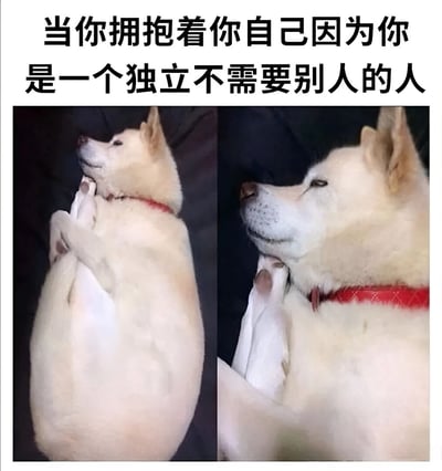 图片为左右对比的双栏结构，上方配有文字“当你拥抱着你自己因为你是一个独立不需要别人的人”。左侧画面中，一只戴着红色项圈的白色狗狗仰卧着，前爪交叉抱在胸前，仿佛在自我拥抱；右侧为该狗狗的特写，它眯着眼睛，表情平静，整体营造出一种既想展现独立又带着一丝可爱反差的幽默效果。