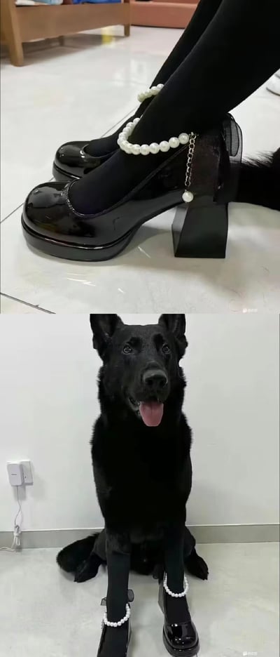 这是一组上下拼接的趣味视觉错位图：上图呈现了穿着黑色珍珠装饰粗跟鞋的人腿，下图则是一只黑色狗狗端正坐着，前爪套着同款迷你珍珠鞋，吐着舌头看起来十分开心。相似的鞋款和黑色调制造出“狗狗长着人的腿”的错觉，反差感拉满，搞笑又可爱。