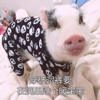 一只穿着黑色骷髅图案连体衣的小香猪站在浅色的床上，表情呆萌，鼻子粉粉的。图片下方配有文字：'穿破洞裤要在洞里贴个暖宝宝'，用可爱的动物形象幽默调侃了冬季穿破洞裤时的保暖小技巧，充满反差萌。