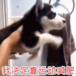 小哈士奇立志运动减肥，结果只是原地踏步