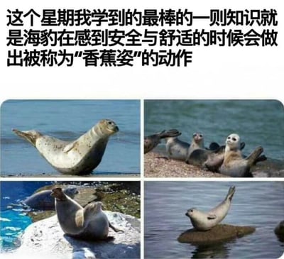 图片上方为文字说明“这个星期我学到的最棒的一则知识就是海豹在感到安全与舒适的时候会做出被称为‘香蕉姿’的动作”，下方是四张海豹的实拍照片，分别展示了不同场景下海豹呈现弯曲身体如香蕉形状的姿势，背景包括海洋、岩石滩等自然环境，整体内容旨在科普海豹的这一可爱行为特征。