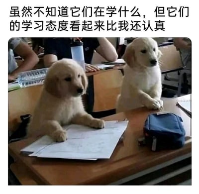 这是一张趣味静态图文，画面呈现教室课堂场景，两只金毛幼犬前爪搭在课桌上，面前摆放着纸张，姿态模仿正在认真学习的学生，背景中还能看到其他坐在课桌前的人。图片上方配有文字“虽然不知道它们在学什么，但它们的学习态度看起来比我还认真”，以拟人化的视角调侃小狗的姿态，同时带着对自身学习或工作态度的自嘲，容易引发有类似经历的网友共鸣。