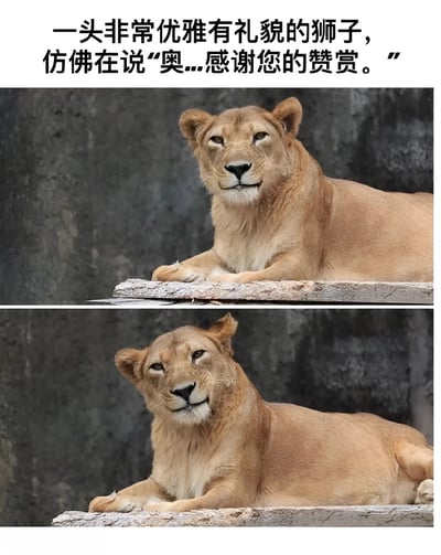 图片上方配有文字“一头非常优雅有礼貌的狮子，仿佛在说‘奥...感谢您的赞赏。’”，下方为两张上下排列的狮子照片。狮子为雌性（无鬃毛），通体呈浅棕色，正趴在一块粗糙的石板上，背景是灰色的墙壁。两张照片中狮子姿态相似，均前爪向前伸展，头部微微抬起，面部表情平静，嘴角似有轻微上扬，眼神温和，整体呈现出一种拟人化的优雅与礼貌神态，与上方文字描述高度契合，营造出幽默有趣的效果。