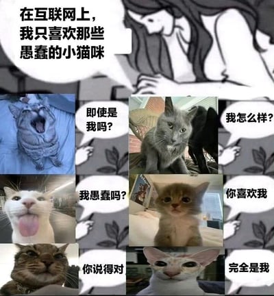 这是一张由六张猫咪照片和一个动漫女孩形象组成的拼贴梗图。顶部有文字"在互联网上，我只喜欢那些愚蠢的小猫咪"，每张猫咪照片都配有不同的对白气泡，形成了一场猫咪们似乎在回应这句话的有趣场景。猫咪们表情各异，有打哈欠的、疑惑的、吐舌头的等，展现了各种可爱又"愚蠢"的猫咪形象。