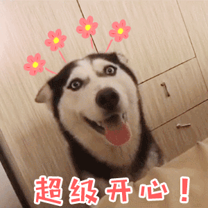 哈士奇超级开心表情包