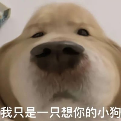 图片为一只小狗的面部特写，眼神温柔，鼻子和嘴巴清晰可见。图片底部配有文字“我只是一只想你的小狗”，整体营造出可爱、温馨且略带思念的氛围，适合用于表达思念之情或日常可爱瞬间分享。
