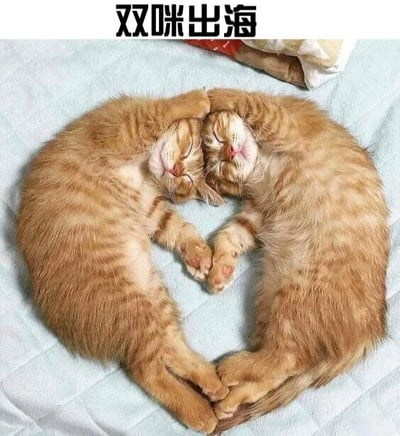 图片中两只橘色虎斑猫对称地蜷缩在一起，身体自然形成一个完美的爱心形状。它们都处于熟睡状态，双眼紧闭，嘴巴微张，前爪相互交叠，后爪也轻轻依偎，整体姿态显得十分安详和谐。猫咪们躺在浅蓝色的床单上，背景简洁，突出了它们可爱的造型。图片顶部有文字“双咪出海”，其中“双咪”指两只猫咪，是对画面主体的俏皮称呼。