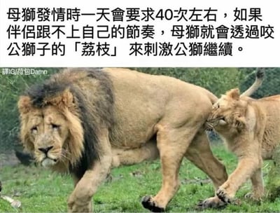 图片上方有一段文字说明："母狮发情时一天会要求40次左右，如果伴侣跟不上自己的节奏，母狮就会透过咬公狮子的「荔枝」来刺激公狮继续。" 图片下方是一张真实拍摄的狮子照片，显示一只雄狮表情无奈地往前走，而一只母狮在后面咬它的臀部。这里的「荔枝」是一种委婉的说法，指的是公狮的生殖器。
