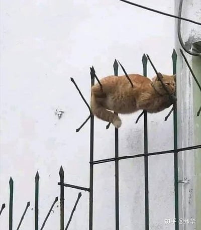 一只橘色猫咪毫无防备地趴在带尖刺的围栏上熟睡，身体恰好卡在围栏的尖刺缝隙中，形成了仿佛被尖刺戳穿的视觉错位效果。猫咪表情放松困倦，睡得十分安稳，完全不在意围栏的“危险”，画面既搞笑又让人觉得猫咪的心大程度离谱，治愈又好笑。
**视觉错位说明**：猫咪只是趴在围栏的横杆上，尖刺在它身体下方，并非真的被戳穿。
